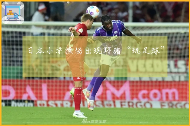 日本小学操场出现野猪“玩足球”